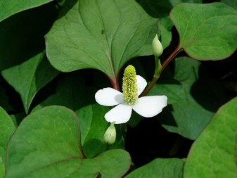 Mặt Nạ Diếp Cá - Mẹo Trị Mụn Cám Hiệu Quả